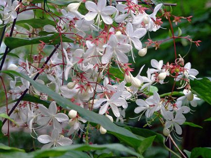 Reproducerea Clerodendrum la domiciliu