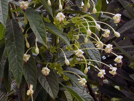 Reproducerea Clerodendrum la domiciliu