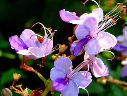 Reproducerea Clerodendrum la domiciliu