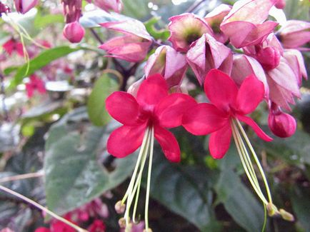 Reproducerea Clerodendrum la domiciliu