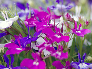 Cum să crească Lobelia Cum să crească Lobelia