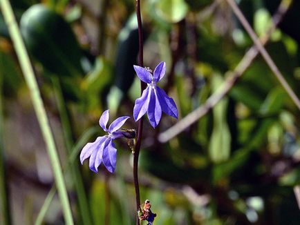 Cum să crească Lobelia Cum să crească Lobelia