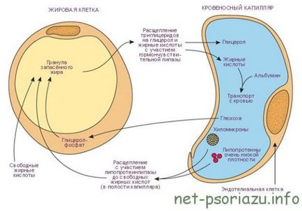 Ce este Phytocremă