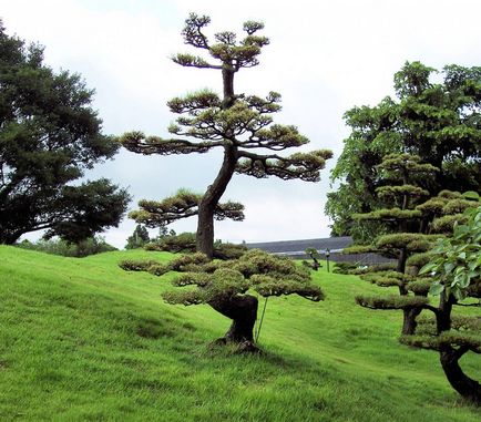 Ce este coroanele de arbori