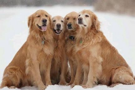 câine Furminators ce este câine Furminators ce este