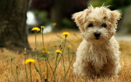 câine Furminators ce este câine Furminators ce este