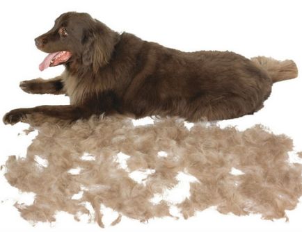 câine Furminators ce este câine Furminators ce este