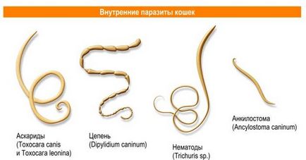 Simptomele de viermi intestinali la pisici