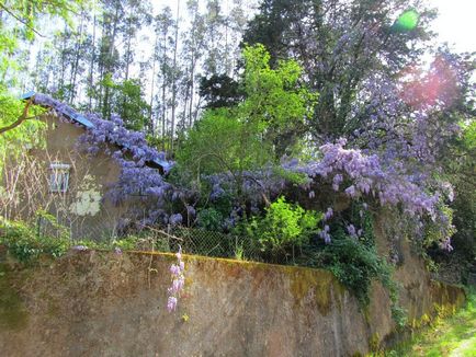 Ca creștere Wisteria