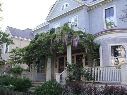 Ca creștere Wisteria Ca creștere Wisteria