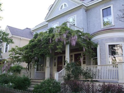 Ca creștere Wisteria