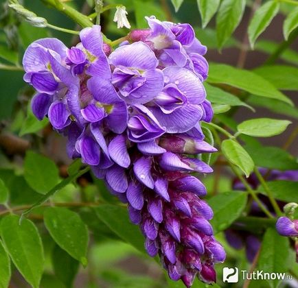 Ca creștere Wisteria