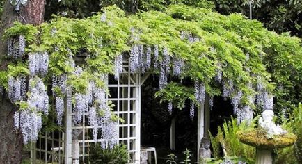 Ca creștere Wisteria