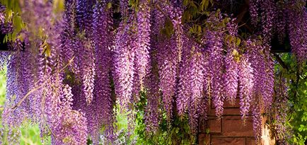 Ca creștere Wisteria