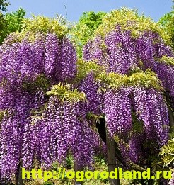 Ca creștere Wisteria