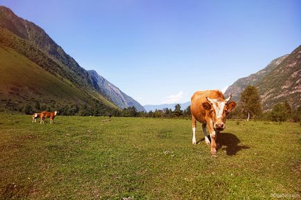 Cum de a merge la Altai