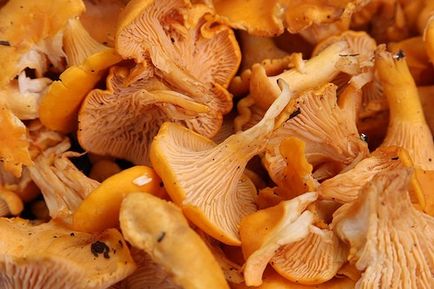 Cum de a găti chanterelle ciuperci