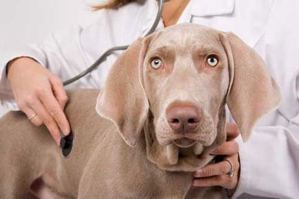 Vaccinările pentru câini care au