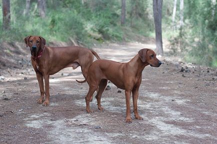 câine Canare