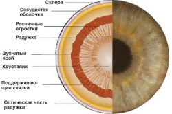 Ce este iris