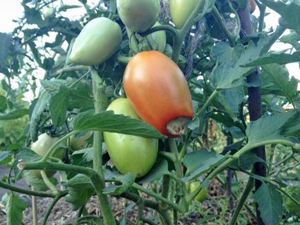 Cum să se ocupe cu putregaiul apicale tomate