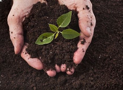 Ce este un plante rinichi Ce este un plante rinichi