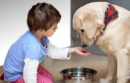 Cum și ce să se hrănească câinele
