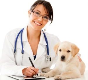 Vaccinările pentru câini care au