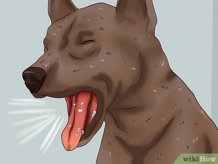 Worm infestare la câini
