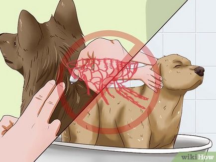 Worm infestare la câini