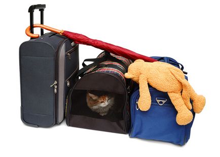 Ce transporta pisica
