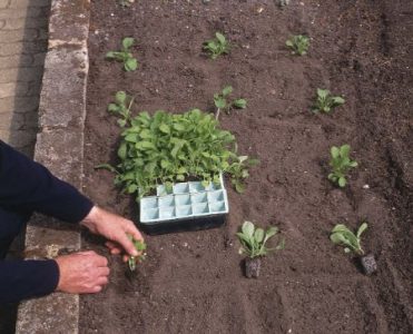 Cum să planteze tuberculii de dalii