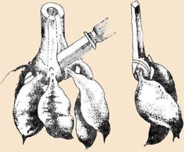 Cum să planteze tuberculii de dalii