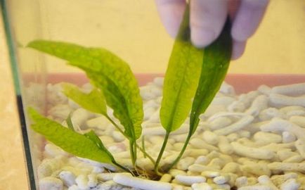Cum de a planta plantele din acvariu Cum de a planta plantele din acvariu