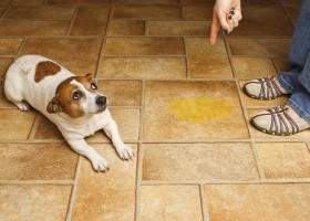Cum se intarca casa ta rahat de câine