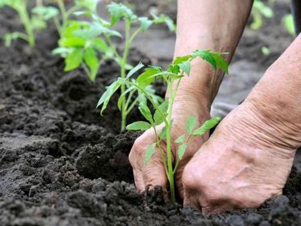 Cum cel mai bine pentru tomate plante