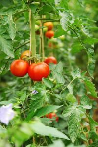 Cum cel mai bine pentru tomate plante