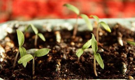 Cum cel mai bine pentru tomate plante