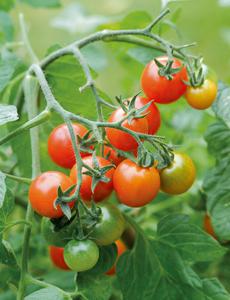 Cum cel mai bine pentru tomate plante