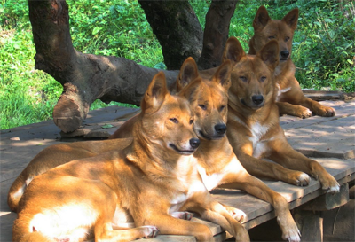 Câine cu dragoste de câine