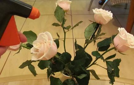 Cum de a păstra un trandafir fără apă