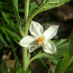 Cum să aibă grijă de un Nightshade pateu