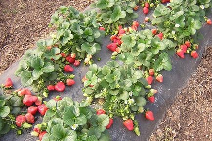 Căpșunile ca cultivarea