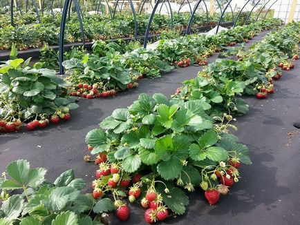 Căpșunile ca cultivarea