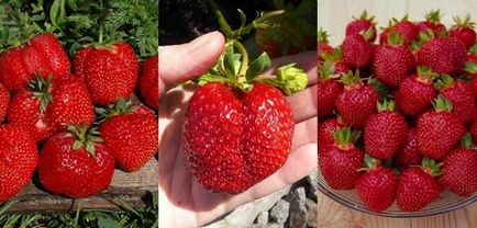 Cum să crească căpșuni la domiciliu (foto), pentru a alege semințe și