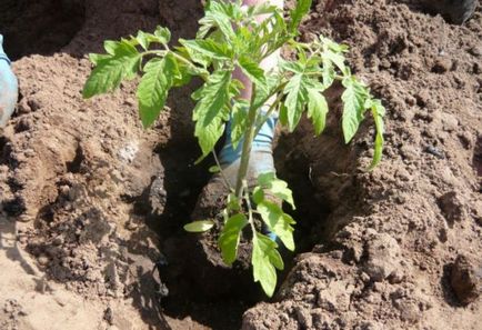 Cum cel mai bine pentru tomate plante