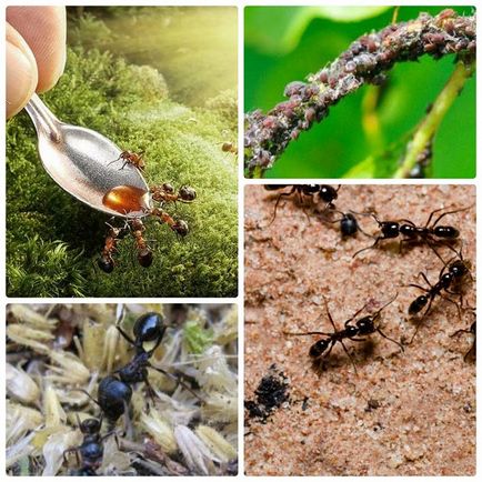 Producția de furnici în grădină