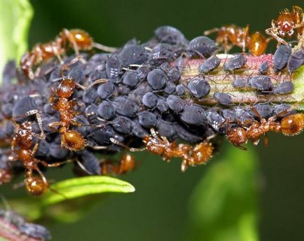 Producția de furnici în grădină