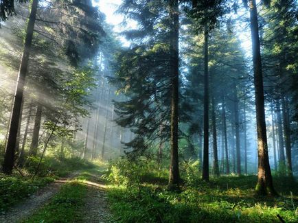 A fost o pădure ca un vis