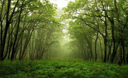 A fost o pădure ca un vis